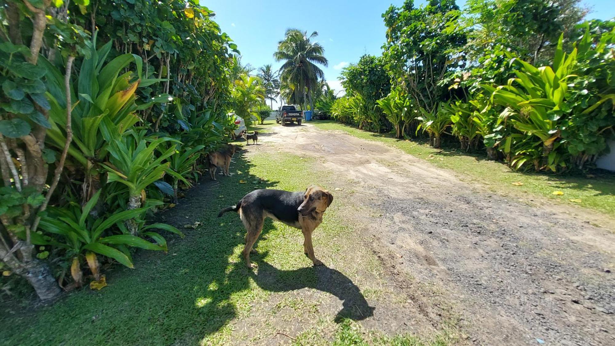 Herons Reef Holiday Apartments ราโรทองกา ภายนอก รูปภาพ